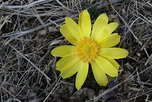 hlaváčik jarný Adonis vernalis L.