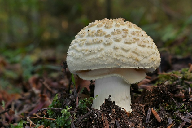 muchotrávka citrónovožltá Amanita citrina Pers.