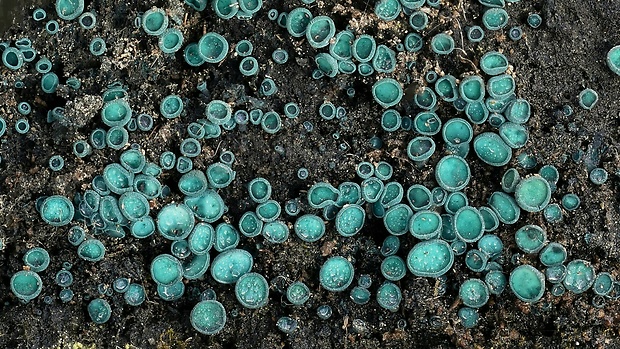 zelenica Chlorociboria sp.