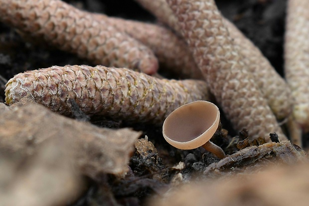 jahňadka Ciboria sp.