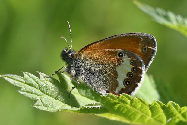 očkáň medničkový Coenonympha arcania