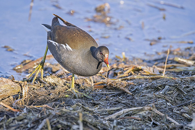 sliepočka vodná  Gallinula chloropus