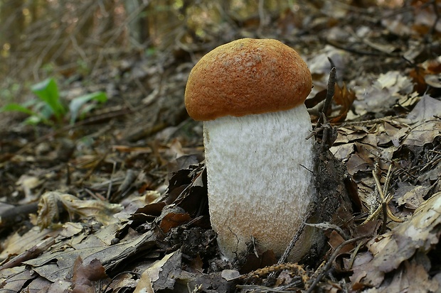 kozák osikový Leccinum albostipitatum den Bakker & Noordel.