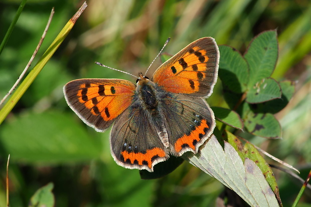 ohniváčik čiernokrídly Lycaena phlaeas