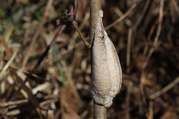 modlivka zelená  Mantis religiosa