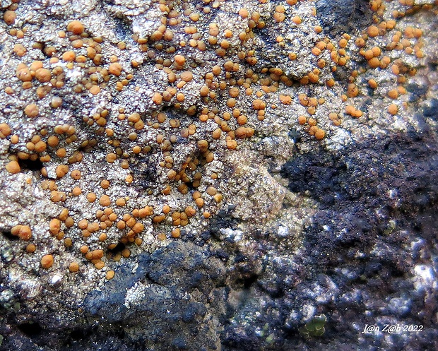 hrdzuľa skalná Protoblastenia rupestris (Scop.) J. Steiner