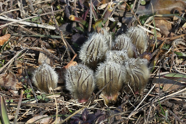 poniklec veľkokvetý Pulsatilla grandis Wender.