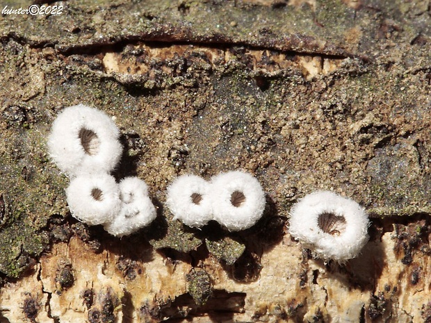 klanolupeňovka obyčajná Schizophyllum commune Fr.