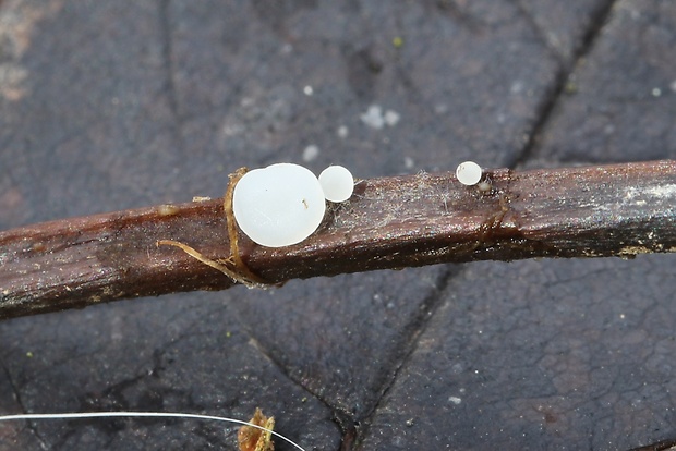 piestovka vysoká Typhula phacorrhiza (Reichard) Fr.