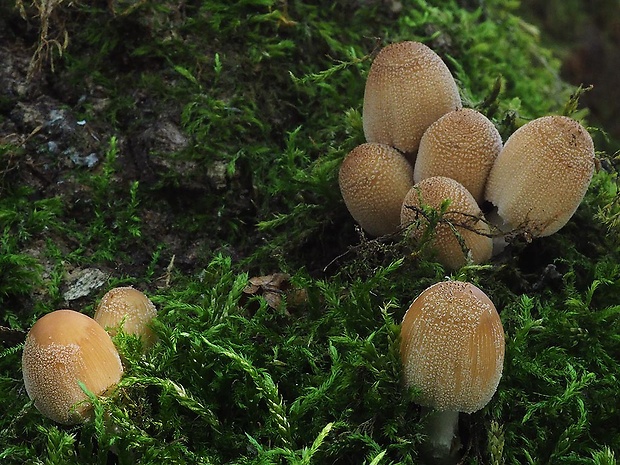 hnojník ligotavý Coprinellus micaceus (Bull.) Vilgalys, Hopple & Jacq. Johnson