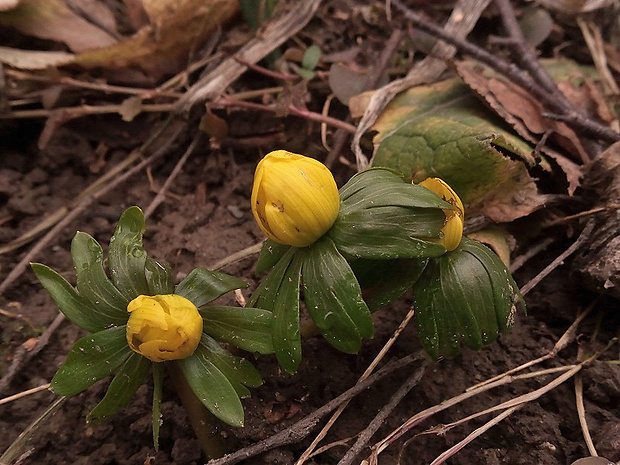 tavolín zimný Eranthis hyemalis (L.) Salisb.