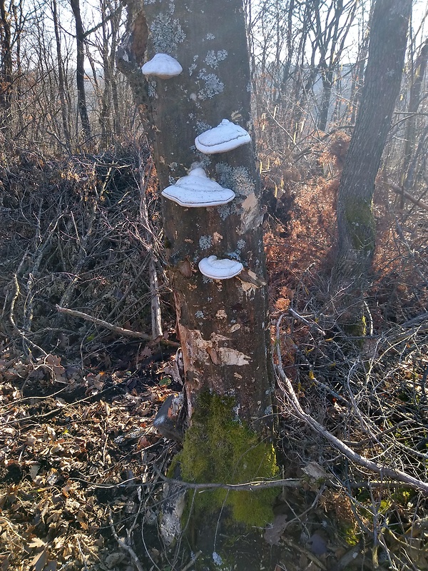 práchnovec kopytovitý Fomes fomentarius (L.) J.J. Kickx