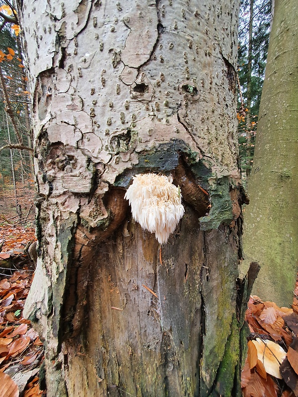 koralovec jedľový Hericium alpestre Pers.