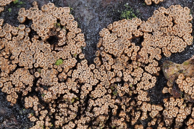 padrobnica Merismodes sp.