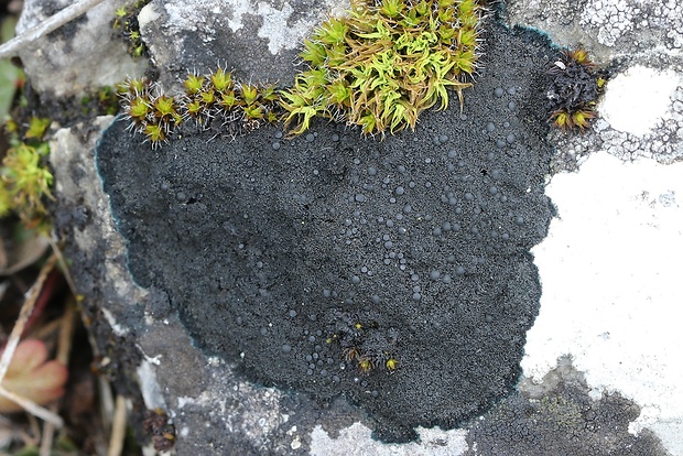 placyntium čierne Placynthium nigrum (Huds.) Gray