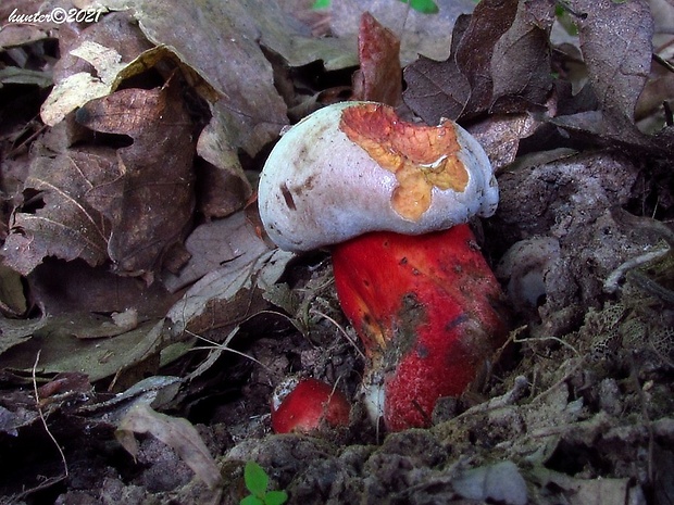 hríb Le Galovej Rubroboletus legaliae (Pilát & Dermek) Della Maggiora & Trassin.