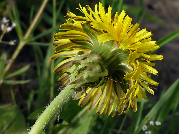 púpava Taraxacum oblongatum Dahlst.