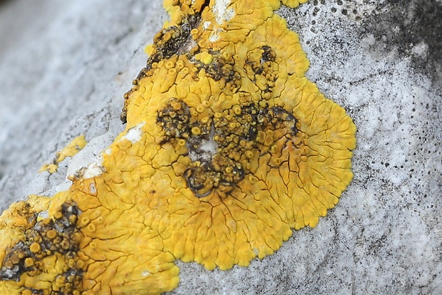 krásnica lúčovitá Variospora flavescens (Huds.) Arup, Frödén & Søchting