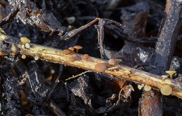 čiašočka Hymenoscyphus sp.