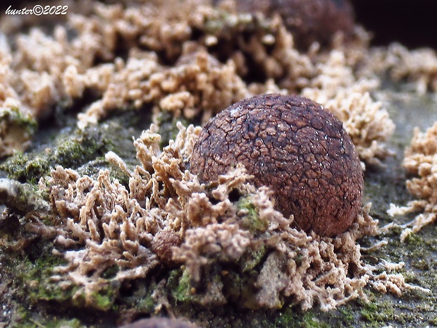 drevovček Howeov Hypoxylon howeanum Peck