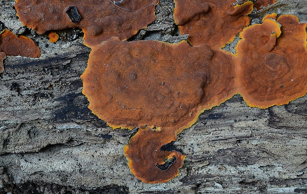 drevovček oranžový Hypoxylon ticinense L.E. Petrini