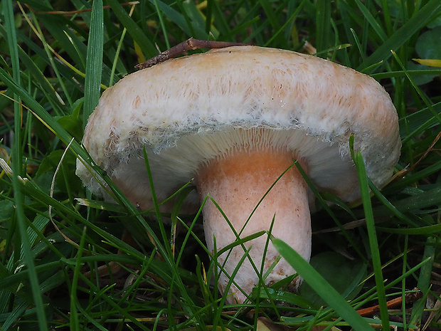 rýdzik chĺpkatý Lactarius pubescens (Fr.) Fr.