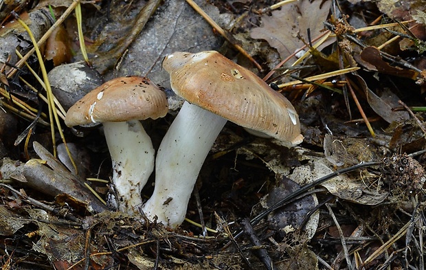 čechratec horký Leucopaxillus gentianeus (Quél.) Kotl.