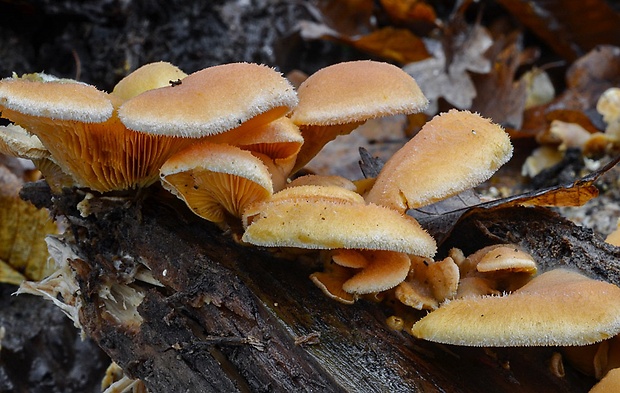 hlivník hniezdovitý Phyllotopsis nidulans (Pers.) Singer