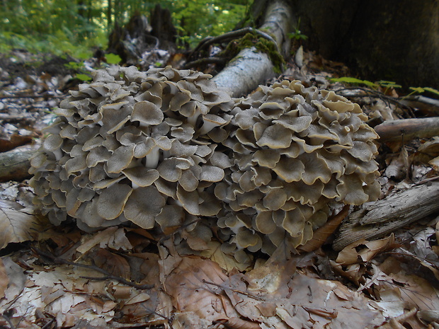 trúdnik klobúčkatý Polyporus umbellatus (Pers.) Fr.