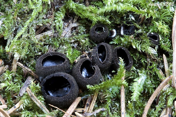 misôčka černastá Pseudoplectania nigrella (Pers.) Fuckel