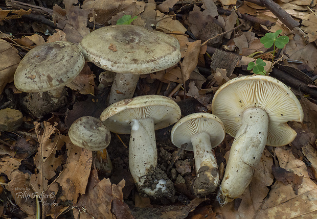 rýdzik hnedozelený Lactarius fluens Boud.