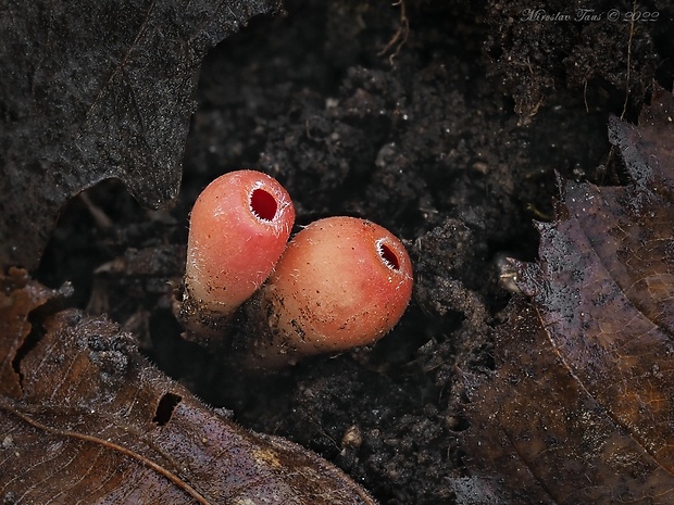 ohnivček zimný Microstoma protractum (Fr.) Kanouse