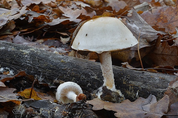 šupinovka hlinovookrová Pholiota lenta (Pers.) Singer