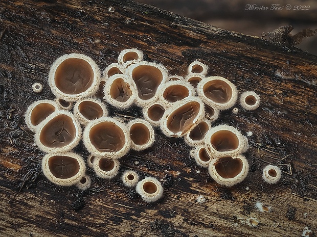 škľabka plstnatá Schizophyllum amplum (Lév.) Nakasone