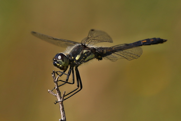 vážka tmavá Sympetrum danae