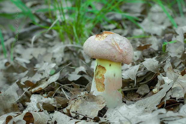 hríb nádherný Butyriboletus fuscoroseus (Smotl.) Vizzini & Gelardi