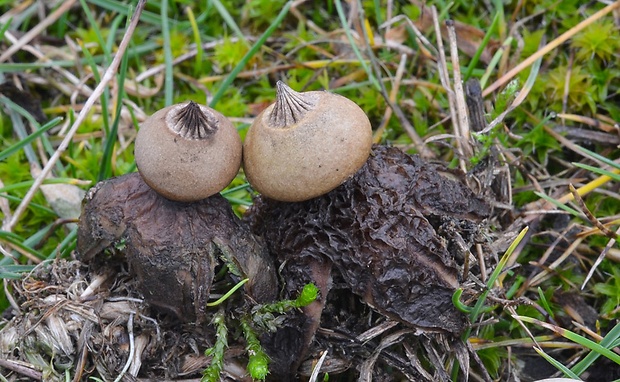 hviezdovka drsná Geastrum campestre Morgan