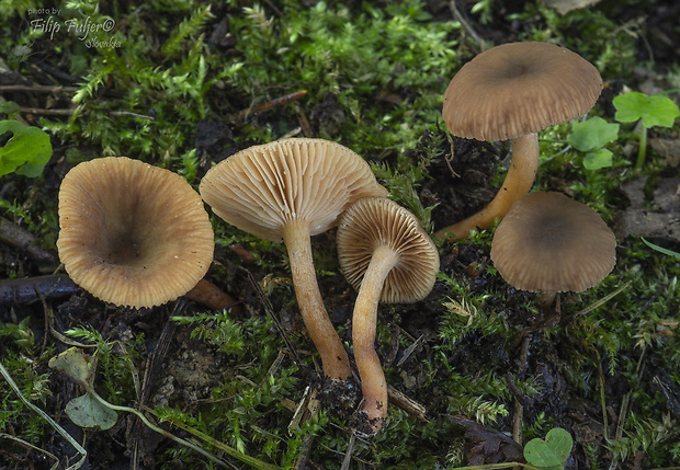 rýdzik jelšový Lactarius obscuratus (Lasch) Fr.