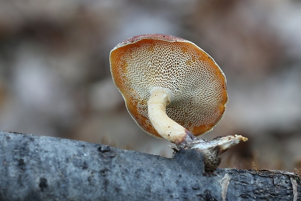 trúdnik zimný Lentinus brumalis (Pers.) Zmitr.