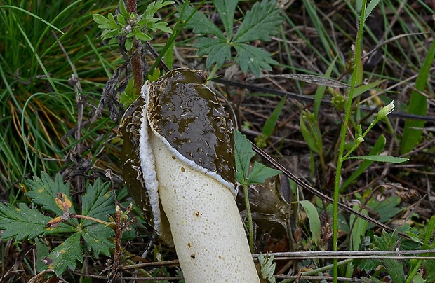 hadovka Hadriánova Phallus hadriani Vent.