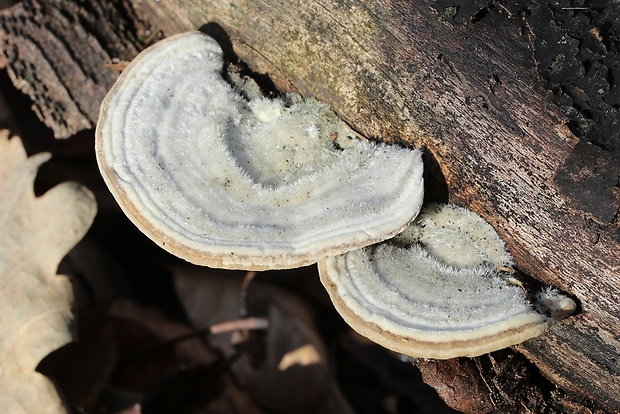 trúdnikovec chlpatý Trametes hirsuta (Wulfen) Lloyd