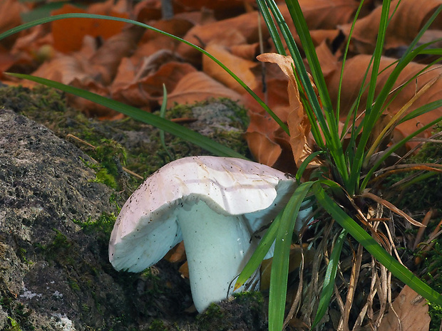 čírovka sivá Tricholoma portentosum (Fr.) Quél.