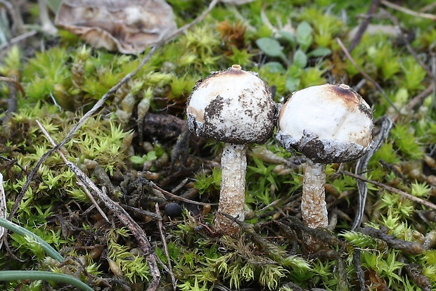 stopkovec zimný Tulostoma brumale Pers.