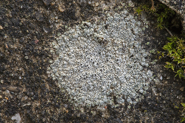 manovník Aspicilia candida (Anzi) Hue