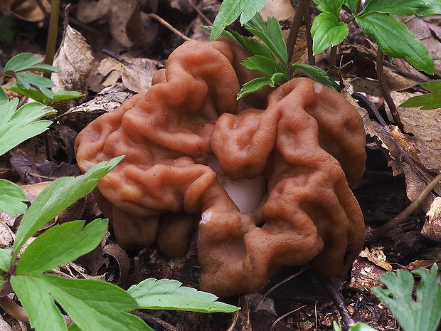 ušiak obrovský Gyromitra gigas (Krombh.) Cooke