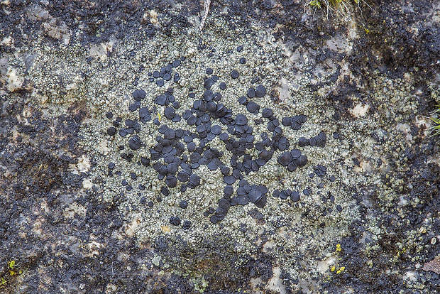 porpídia Porpidia sp.