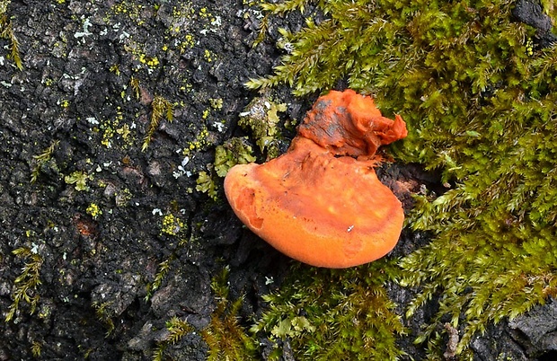 červenica rumelková Pycnoporus cinnabarinus (Jacq.) P. Karst.