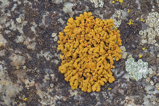 diskovník oranžový Xanthoria elegans (Link) Th. Fr.