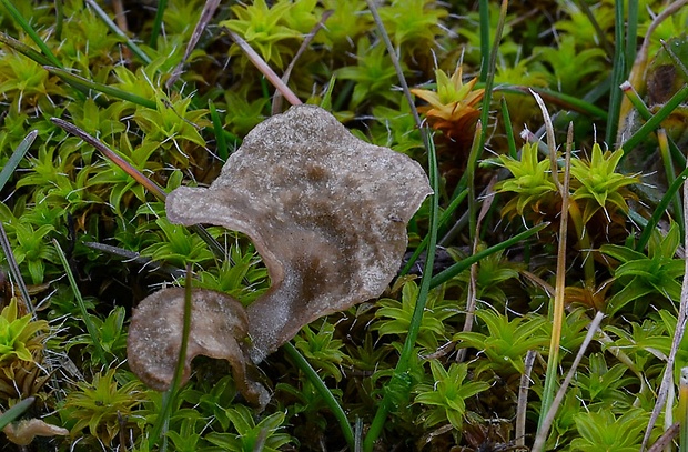 rebrovička lopatkovitá Arrhenia spathulata (Fr.) Redhead