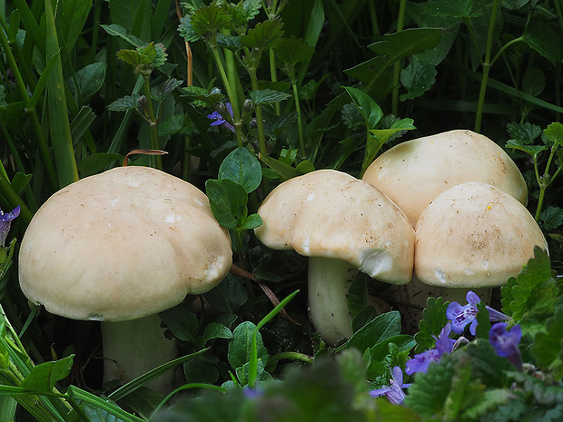 čírovnica májová Calocybe gambosa (Fr.) Donk